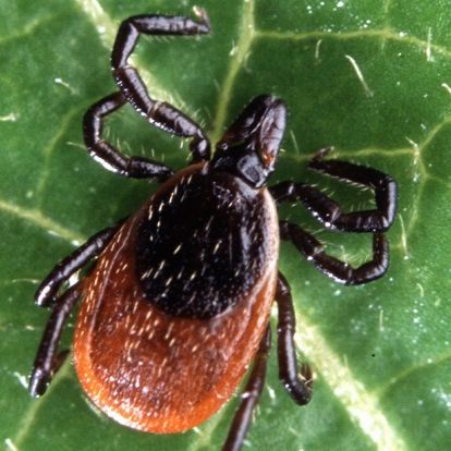Image of tick