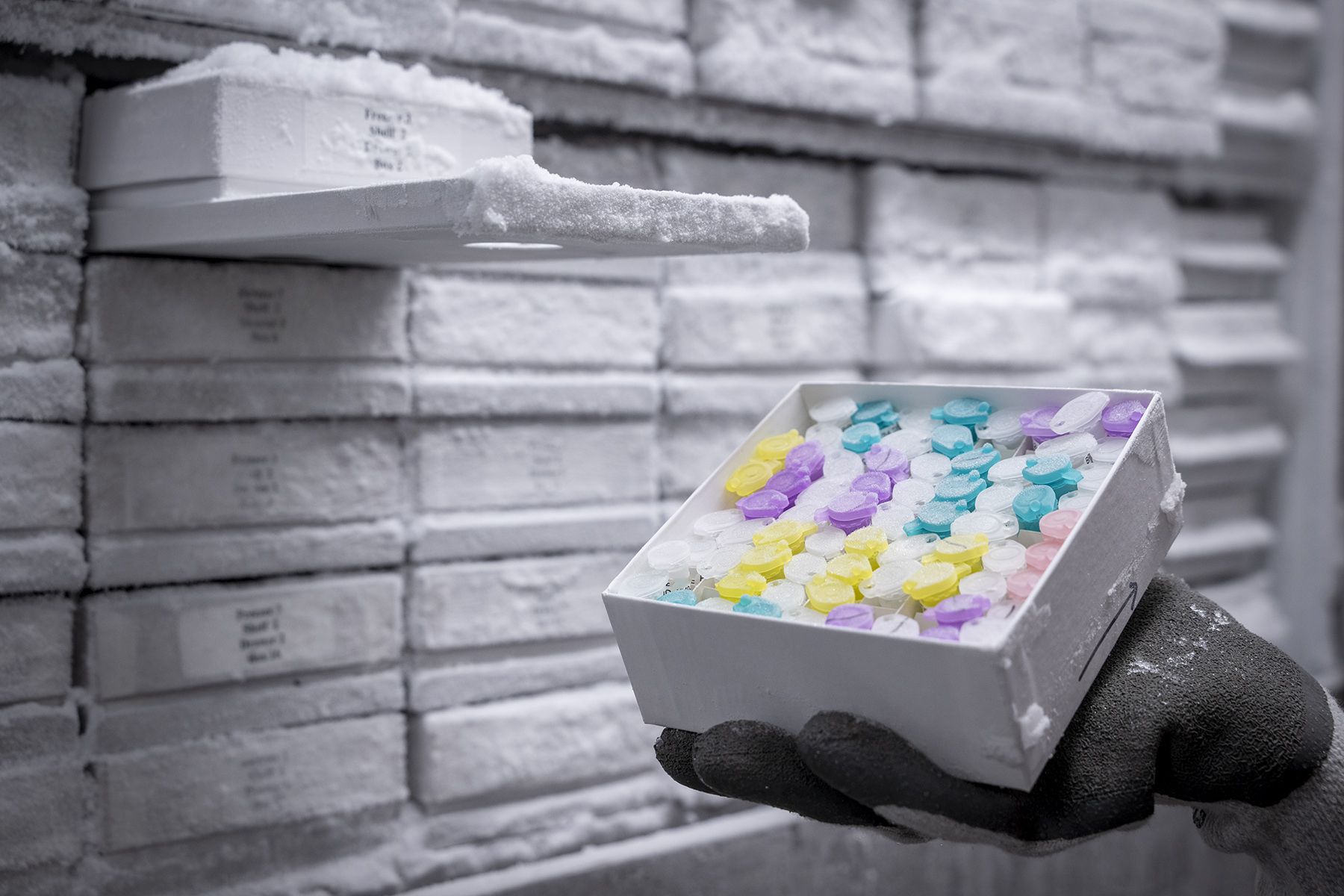 A tray of specimens in freezer 